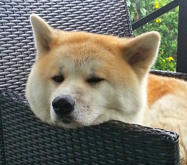 pes akita