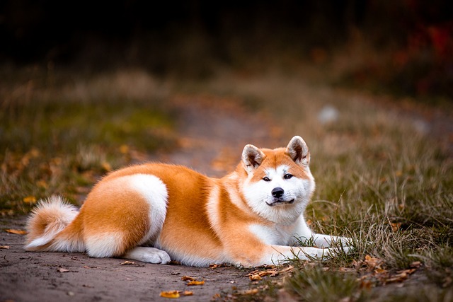 pes akita